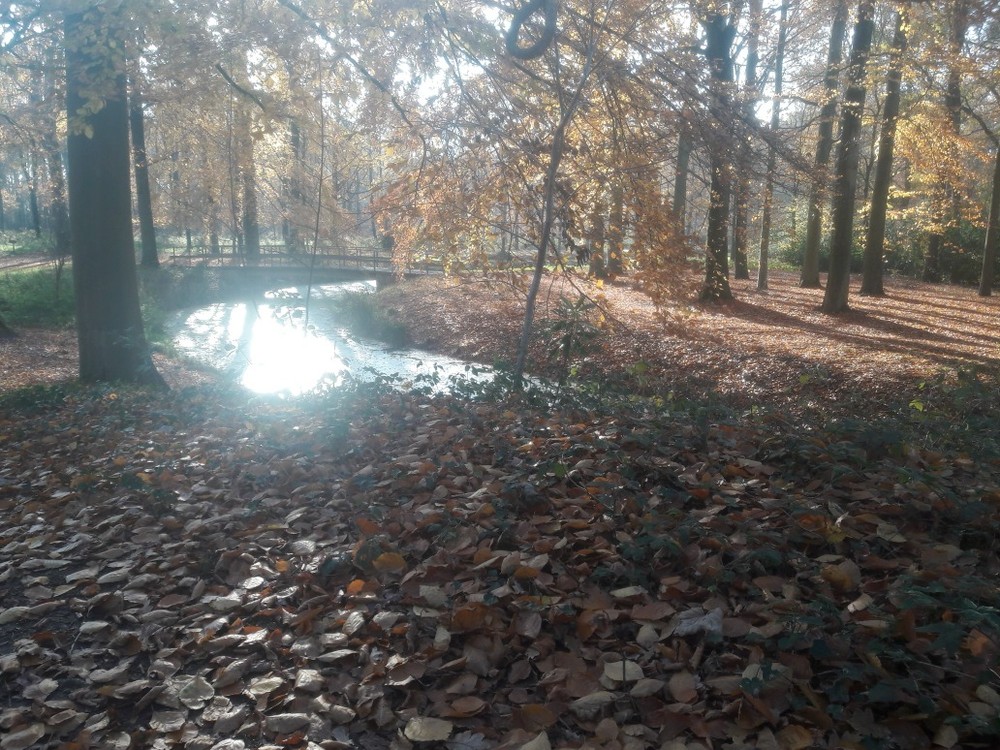 Groenhove in de Seizoenen