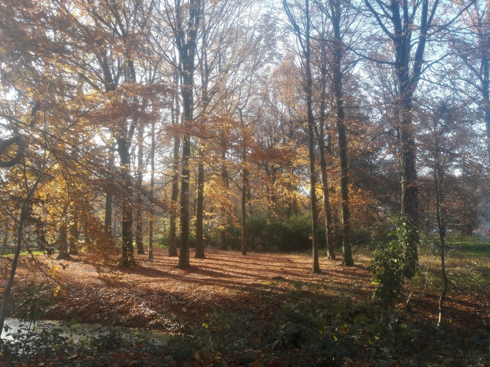 Groenhove in de Seizoenen