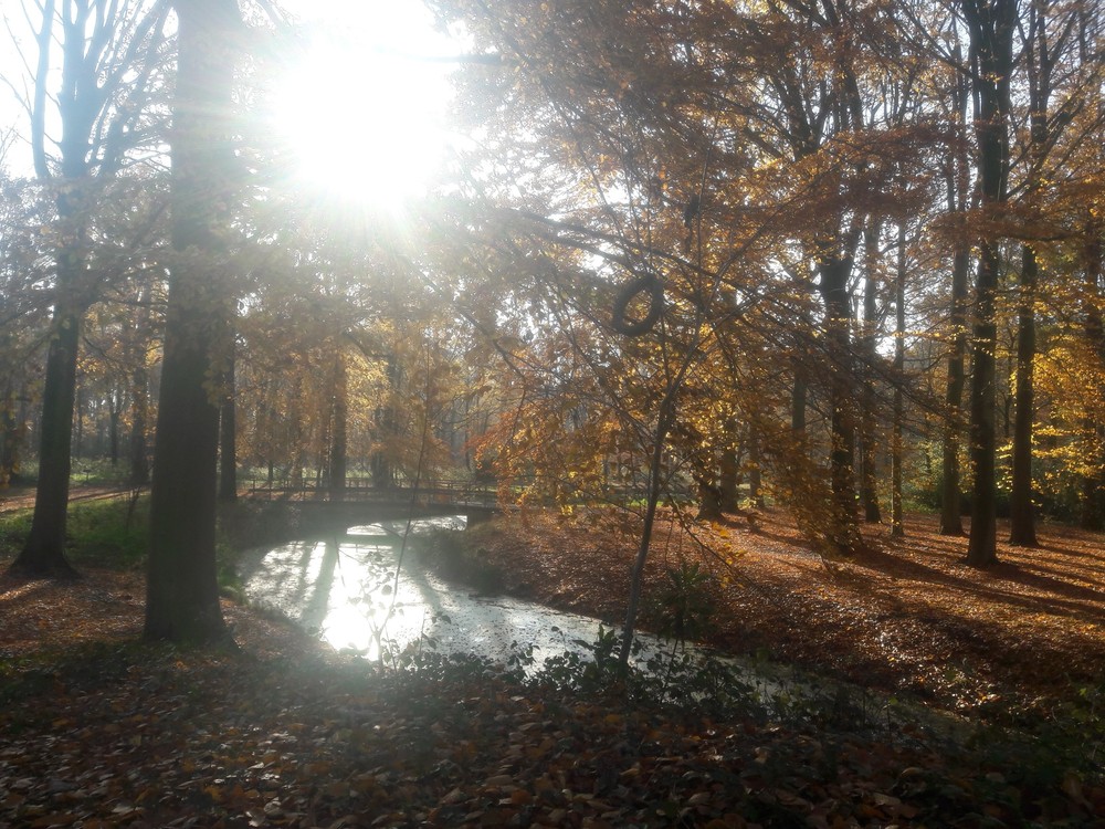 Groenhove in de Seizoenen